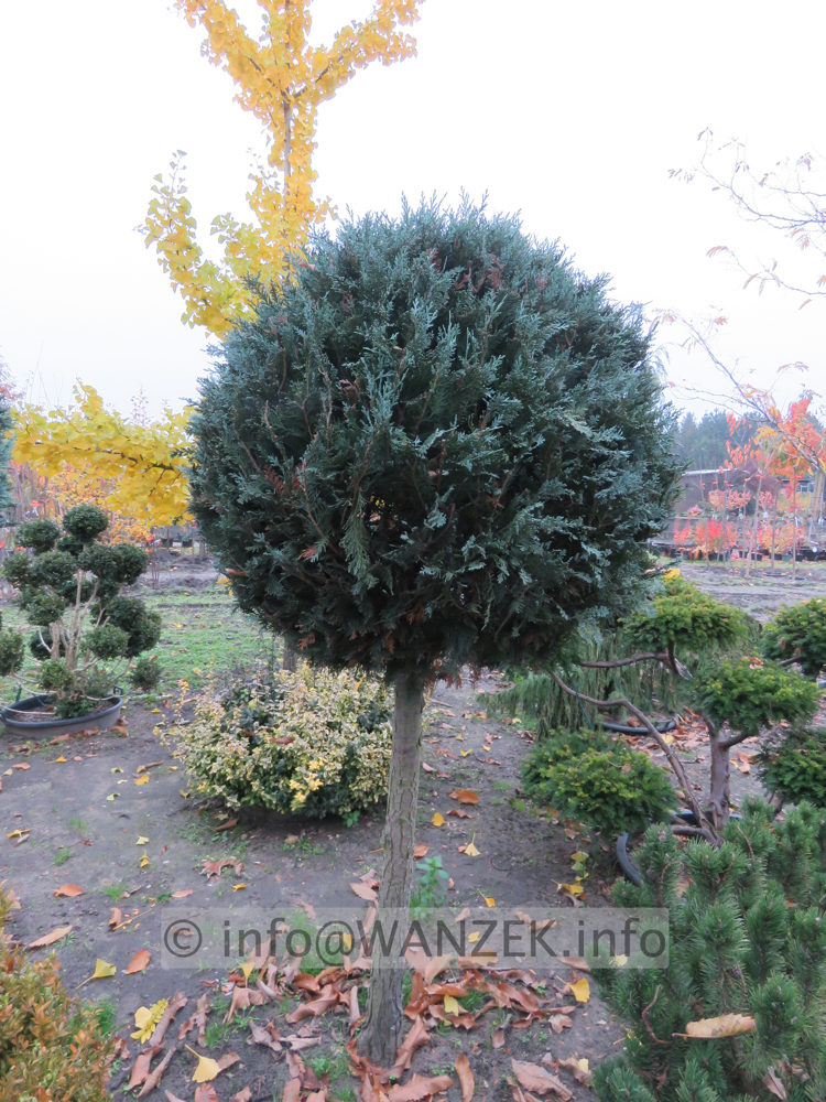 Chamaecyparis lawsoniana Van Pelt's Blue - Kugelstamm 02.JPG